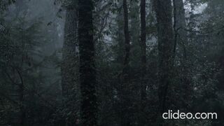 Relaxing_ Forest Rain_ Birds sound_ "Feel The Nature"
