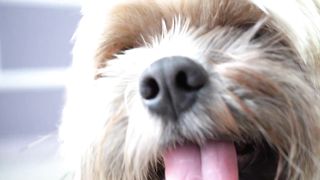 pets & animals dogs