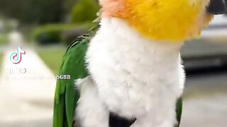 Parrot