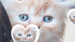 OMG Cute Cats Videos♥️ Funny cats videos#1
