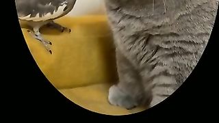 cat and parrot love