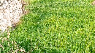 عضر گودر