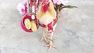 Funny video