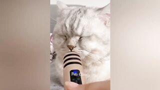 Funny cats #funny animal best seen you ever seen before