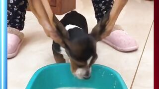 Dog is Eating Food  Dog Reviews Food With Baby Puppy Tucker Taste Test  Funny Dog need food