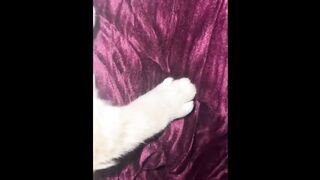 Funny cat memes compilation