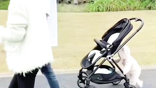 Collection of Cute Videos PART 5