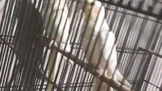 Parrot ????
