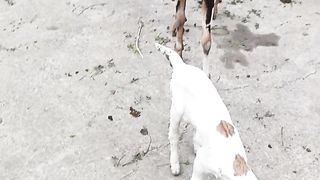 Goat video