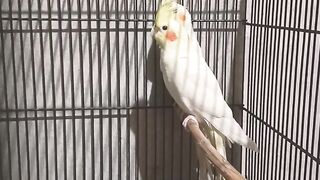 Cocktail parrot ????
