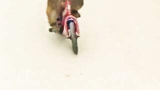 Funny video///monkey
