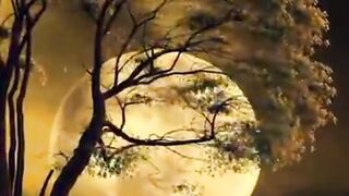 Relaxing and dreamy night