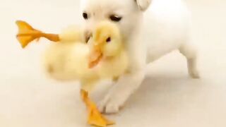 True love each other Cute dog and cut baby duck