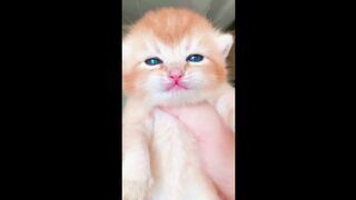 The Cutest Pets on Tiktok To Brighten Up Your Mood! ???? Funny Animals! ???? Funniest Cats And Dogs!.
