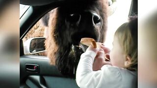 "Feeding Time Adventures: Kids and Animals Enjoying Food Together"