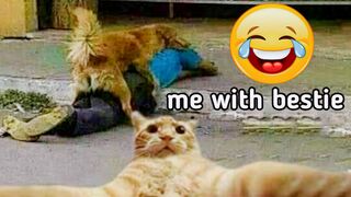 Funny Animal Videos 2023 | Funny cat videos 2023 | Funny dog videos 2023 ????????
