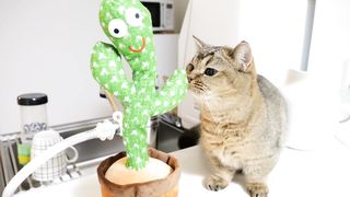 The_reaction_of_the_cats_when_the_strange_cactus suddenlystarteddancing