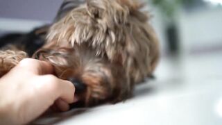 pets & animals dogs life