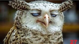 This video will make you laugh 100% laugh to tears! 2023