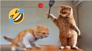 Best Funny Animals Videos 2023 ????Funniest Dogs And Cats Videos