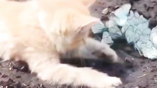 Cat and Butterfly