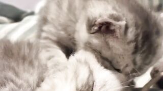 Cute Funny Adorable Cats Playing