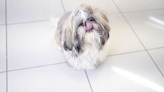 pets & animals dogs life