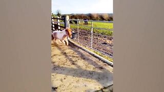 Can't Stop Laughing With These Funniest Dogs Fails Pets Island