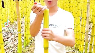 Big sugarcane
