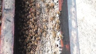 Honey Bee ???????? videos