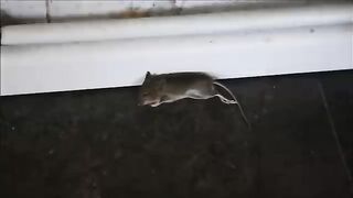 Home made remedy to kill rats