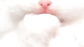 Super Adorable Baby Kittens ????