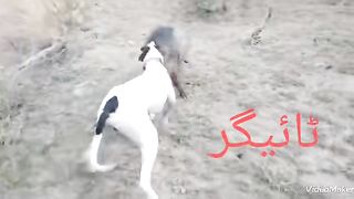 Fight
