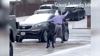 Funniest Dogs And Cats Videos - Best Funny Animal Videos 2023