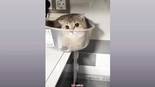 Funny Dog And Cat Funniest Animals