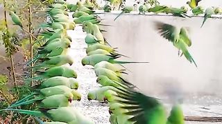 How to attract Parrots to your balcony  Indian Wild Parrots
