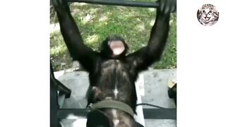 Funny Animals Video