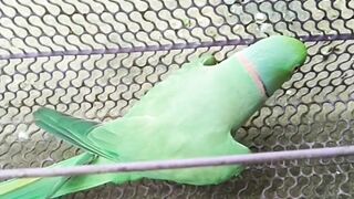 Taking  parrots ????