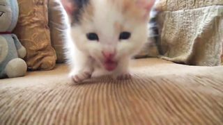 Gatita bebé tomando leche con biberón