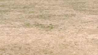 Tennis ball Cricket | ٹینس ٹورنامنٹ