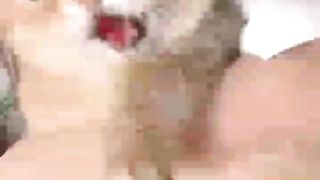 Top Funny Cute Cats Viral Clips????-- Best #funny Cats #shorts Video????-- #trending #animals #reels