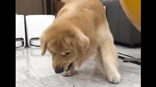 Surprising | The Dog & Crab