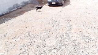 Barking puppy