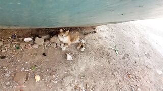 Stray cat funny