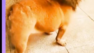 #short/Funny video