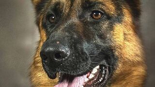 Animais engraçados, cachorro.