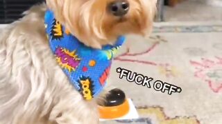 Funny dogs videos. Animal funny videos