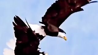 Eagle fight | birds | follow