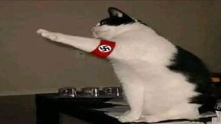 i bet my freedom you'll laugh