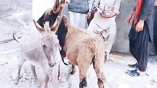 so funny clip #Shorts